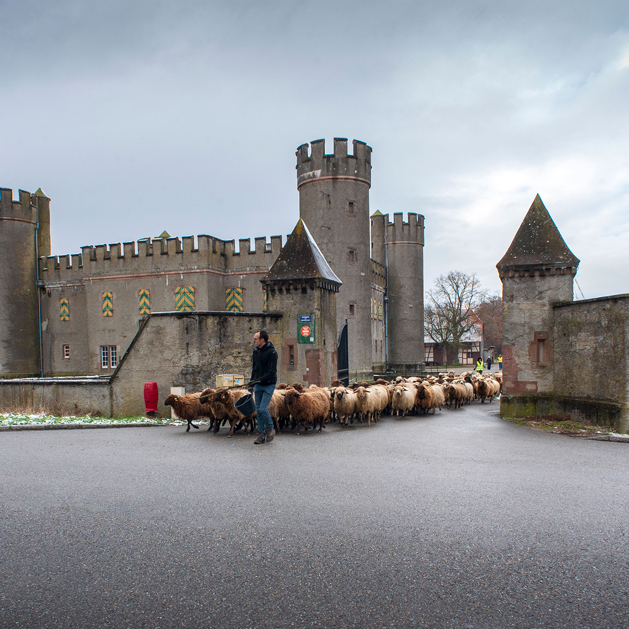 Photo transhumance Alternature