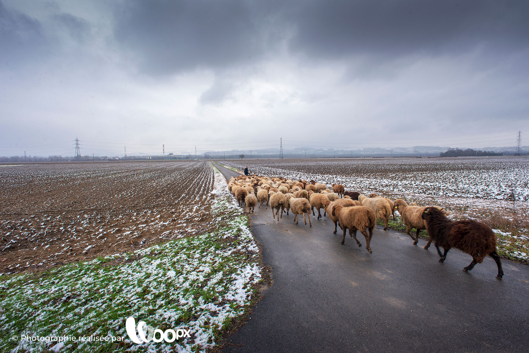 Photo transhumance Alternature